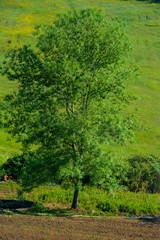 Obraz premium flowers, huts and trees grown in the garden
