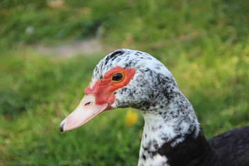 Muscovy Duck  in the morning wak