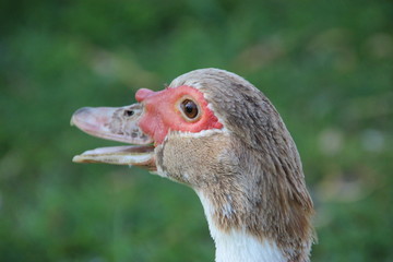 Muscovy Duck  in the morning wak