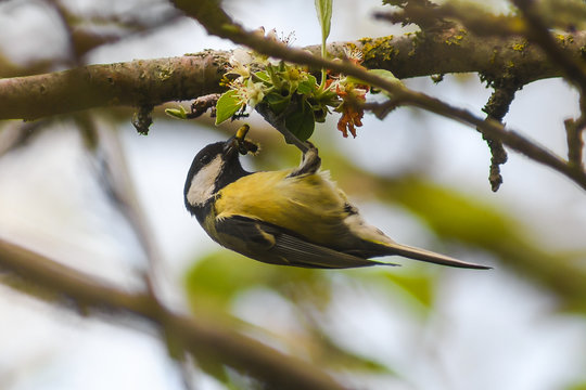 cinciallegra (Parus major) a testa in gi&ugrave; su ramo