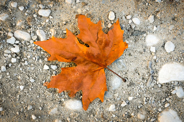 Maple leaf on road late in fall.