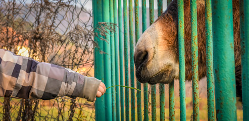 Fototapeta na wymiar A child offering grass straw to donkey behind bars.