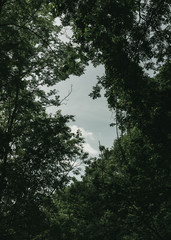 just the nature, beautiful vision of a forest