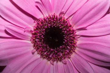 Closeup of pink gerbera blossom.
