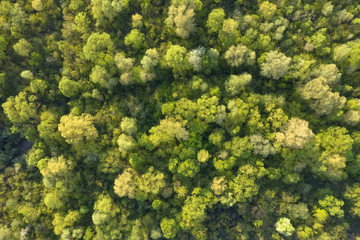 Aerial drone photo looking down on magical summer forest. Nature background. Landscape photography
