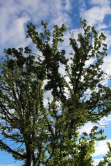 CHENE PUBESCENT - QUERCUS PUBESCENT