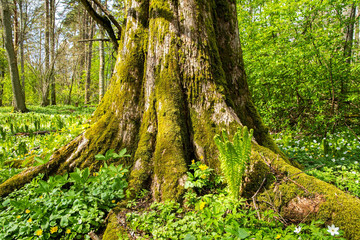 Fototapeta premium Trunk of the oak tree and young fern in the forest, Ramsholmen island, Tammisaari, Finland