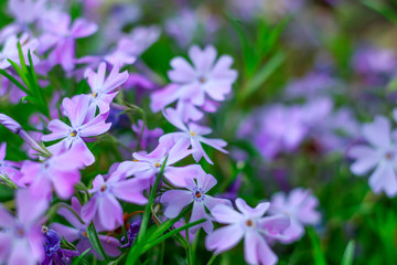 purple spring flowers, small wildflowers close-up