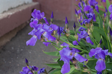 Fototapete bei efototapeten.de bestellen   