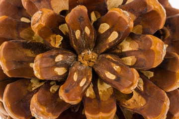 Stone pine pinecone.