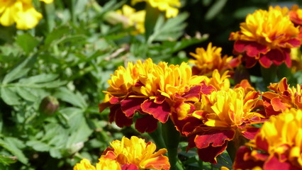 Close up of Yellow, Orange and Red, Marigolds in Sunshine