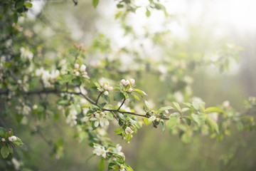 First flowers in early spring. Apple blossom.  Spring season. Beautiful flowering trees in the Park.  Delicate buds and petals on the Apple tree. Artistic background of nature, copy of space. Close-up