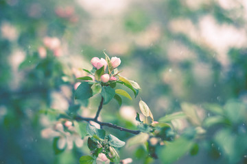 Fototapeta premium First flowers in early spring. Apple blossom. Spring season. Beautiful flowering trees in the Park. Delicate buds and petals on the Apple tree. Artistic background of nature, copy of space. Close-up