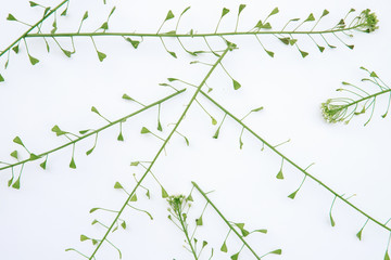 composition of grass on a white background. Floral spring background. Flat lay.