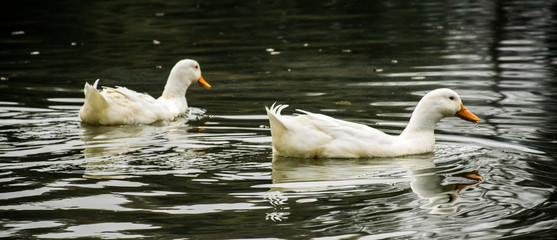 two swans on the lake