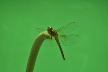 dragonfly close up green background