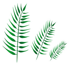 Fototapeta na wymiar Tropical leaves on an isolated background, a set of green plants, botanical illustration, floral design, plumeria, palm trees, ficus, fern. Vector typography for home decor, kids rooms, pillows, mugs