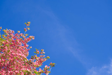 ハナミズキの花と青空