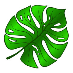Vector monstera. Tropical leaf on  isolated background, green plant, botanical illustration, floral design, monstera, Araceae, Philodendron. Vector typography for home decor, kids rooms, pillows, mug