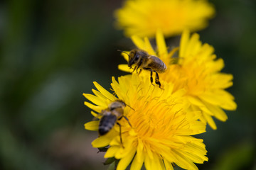 Honigbiene auf einer Löwenzahnblüte