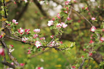 Spring flowering apple tree. Branch pink flowers apple tree on background of spring garden