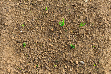 Soil texture. View from above.