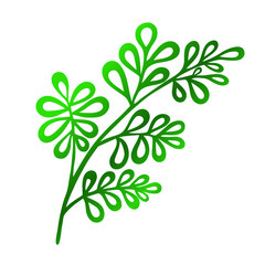 Tropical leaf on an isolated background, green plant, botanical illustration, floral design, Plumeria, Gardenia, Rubiaceae. Vector typography for home decor, kids rooms, pillows, mugs