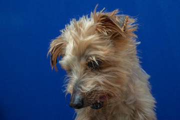 close-up portrait yorkshire dog making beautiful expressions in studio with blue background, portrait of small dog with lightly combed hair, with natural light and face with expression