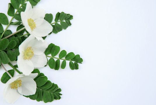 Animons with green leaves on a white background, composition. Floral spring background. Flat lay, space for text. Valentine's day, mother's day, womens day concept.