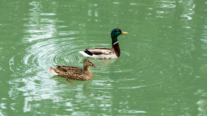 Photography of a couple of ducks in the nature