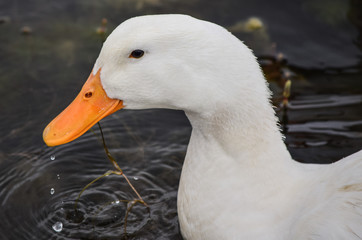 white duck in the water