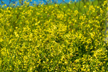 flowers, huts and trees grown in the garden