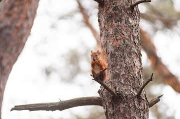Curious red squirrel on the tree trunk