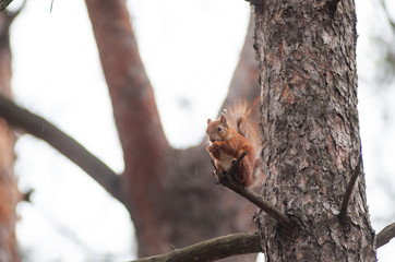 Curious red squirrel on the tree trunk