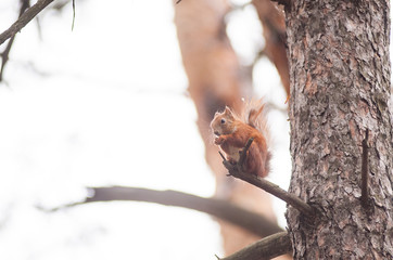 Curious red squirrel on the tree trunk