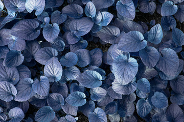 charmingly beautiful texture with blue leaves
