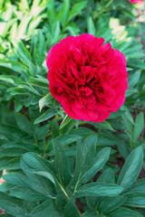 delicate raspberry peony on a background of green leaves
