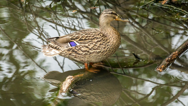 Photography of a duck on the branch in french countryside 