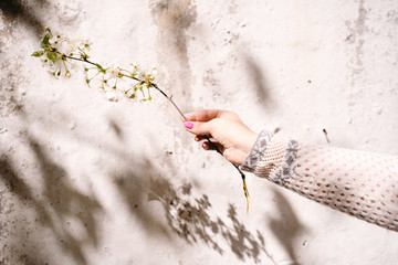 Female hand holding blossoming apricot twigs on the white wall background. Shadows from two hands and flowering branches