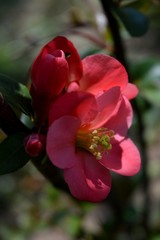 Fototapeta premium red spring flowers in the bush