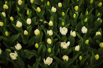 white tulips on the background of bright juicy leaves in the garden
