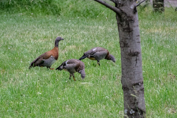 wild goose in the grass