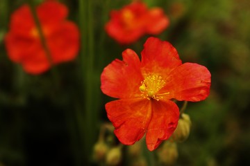 Obraz premium red poppy flower in garden