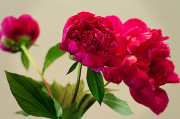 A close-up image of peonies to be used as a background