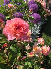 Blume