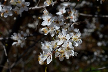 white flowers of wild cherry