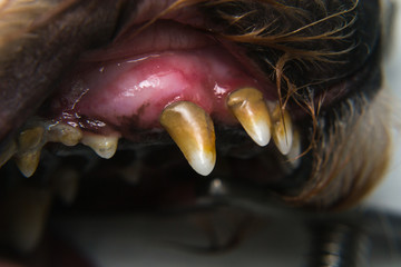 dog with gingivitis and teeth with tartar