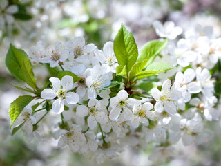 Branches of blossoming cherry background