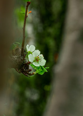 soft focus white flower on tree branch blossom spring season time concept nature photography macro scenic view unfocused silhouette frame foreground space