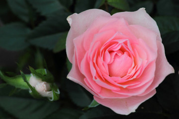 Rosa Rose